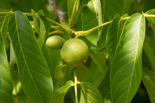 வளர — ஸ்டாக் புகைப்படம்