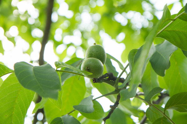 The common walnut in growth