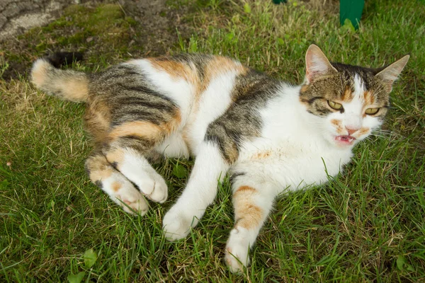 Een Kleurrijke Kat Slaapt — Stockfoto