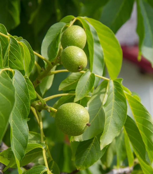 வளர — ஸ்டாக் புகைப்படம்