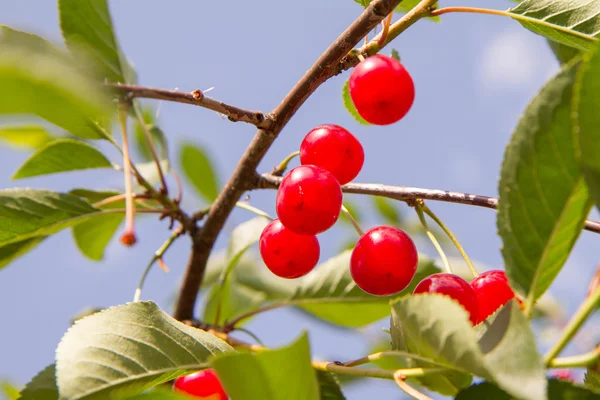 Frutos Cereja Ramo — Fotografia de Stock