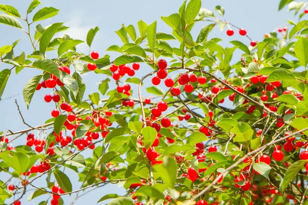 Frutos Cereja Ramo — Fotografia de Stock