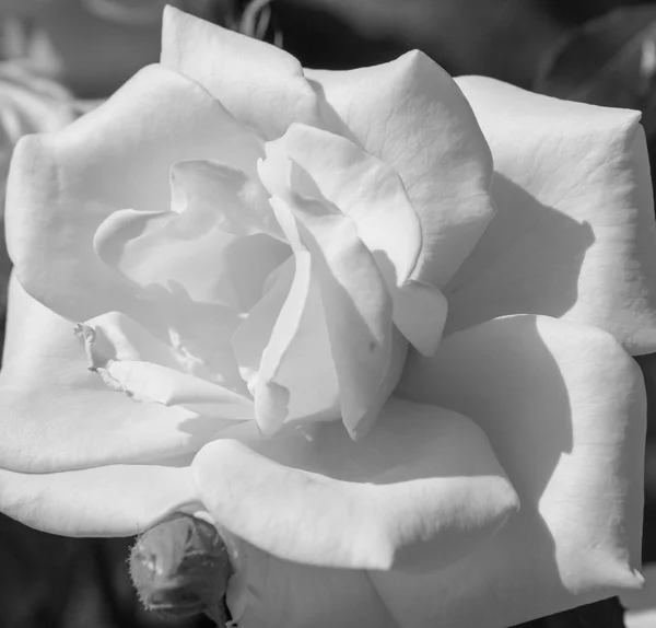 Een witte roos — Stockfoto