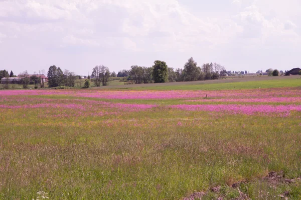 Обірвані Робін Горицвіт Flos Cuculi Розквітаючий Луг — стокове фото