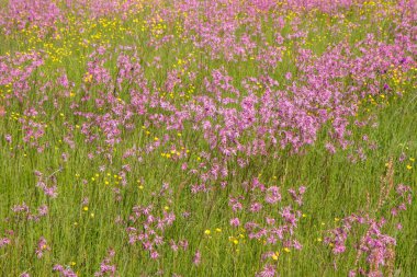 Düzensiz bir çayır çiçek açan bir kez deneme (Lychnis flos-cuculi)