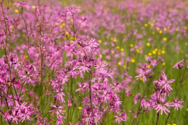 Düzensiz bir çayır çiçek açan bir kez deneme (Lychnis flos-cuculi)