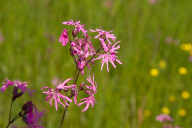 Ragged-Robin (Lychnis flos-cuculi) blooming in a meadow clipart