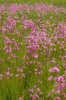 Düzensiz bir çayır çiçek açan bir kez deneme (Lychnis flos-cuculi)