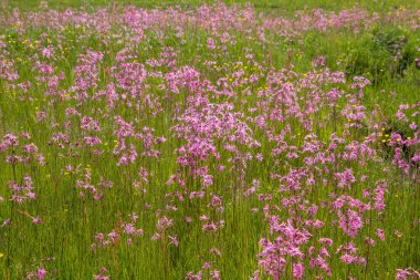 Düzensiz bir çayır çiçek açan bir kez deneme (Lychnis flos-cuculi)