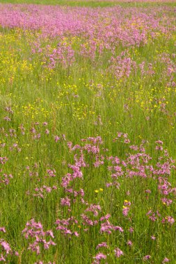 Düzensiz bir çayır çiçek açan bir kez deneme (Lychnis flos-cuculi)