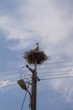 Beyaz leylek bir yuvaya kutup