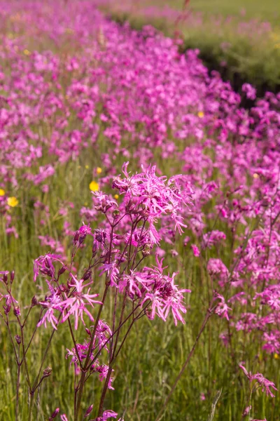 Ragged Robin Lychnis Flos Cuculi Floreciendo Prado — Foto de Stock