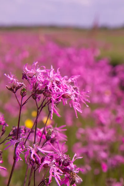 Ragged Robin Lychnis Flos Cuculi Fleurissant Dans Une Prairie — Photo