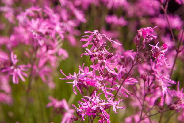 Ragged Robin Lychnis Flos Cuculi Florescendo Prado — Fotografia de Stock