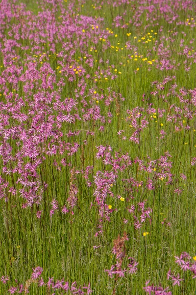 Lumpen Rotkehlchen Lychnis Flos Cuculi Blühen Auf Einer Wiese — Stockfoto