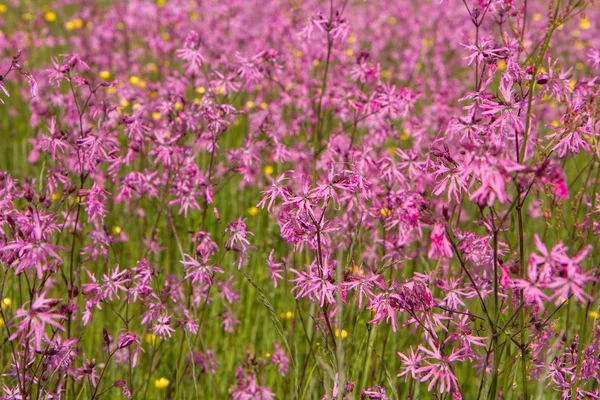 不揃いロビン Lychnis Flos ホワイトロビン の牧草地に咲く — ストック写真
