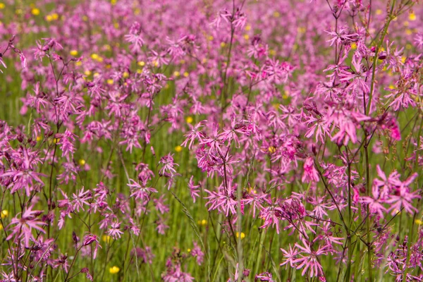 Trasig Robin Lychnis Flos Cuculi Blommar Äng — Stockfoto