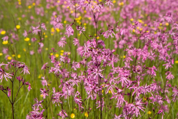 Trasig Robin Lychnis Flos Cuculi Blommar Äng — Stockfoto