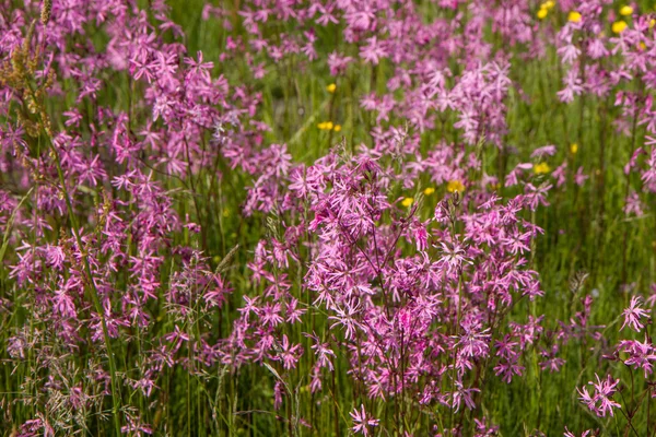 不揃いロビン Lychnis Flos ホワイトロビン の牧草地に咲く — ストック写真