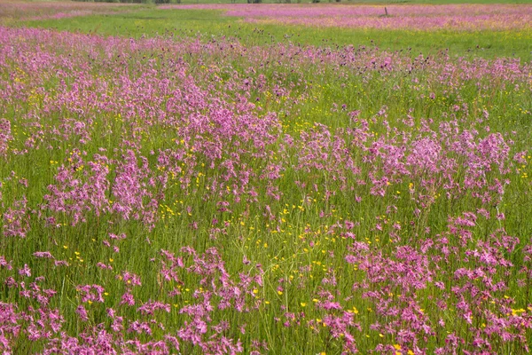 Ragged Robin Lychnis Flos Cuculi Blooming Meadow — Stock Photo, Image