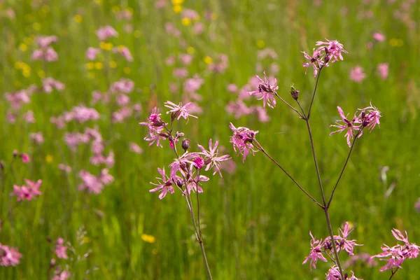 Ragged Robin Lychnis Flos Cuculi Florescendo Prado — Fotografia de Stock