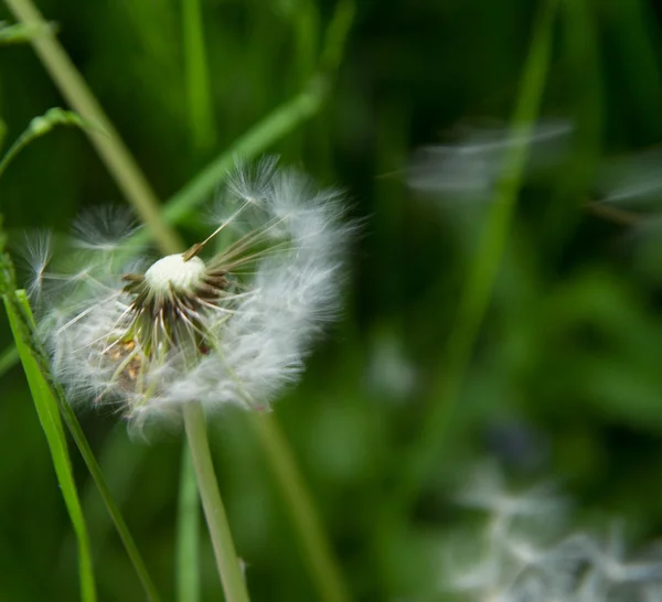 蒲公英的吹球 — 图库照片