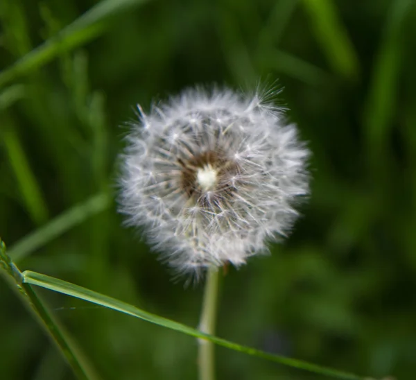 Dandelion Blow Ball — стоковое фото