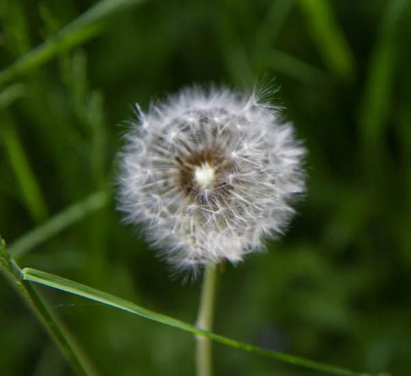 蒲公英的吹球 — 图库照片