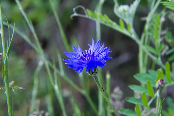 Cornflower Floreciendo Prado —  Fotos de Stock