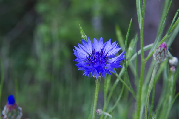 Cornflower Floreciendo Prado —  Fotos de Stock