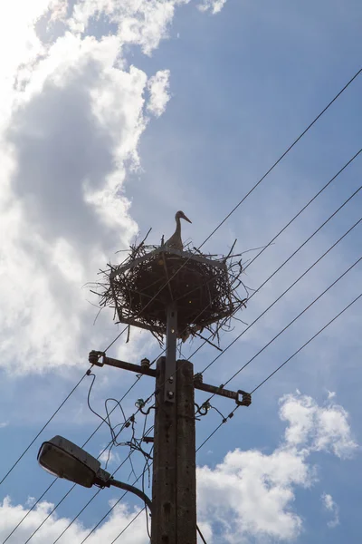 Ooievaar Een Nest Een Stok — Stockfoto