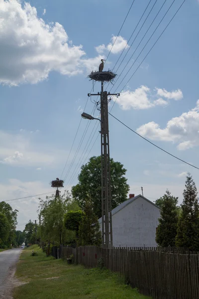 Белый Аист Гнезде Шесте — стоковое фото