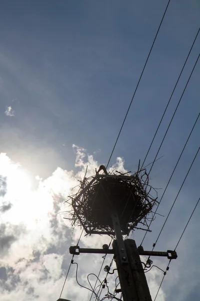 Ooievaar Een Nest Een Stok — Stockfoto