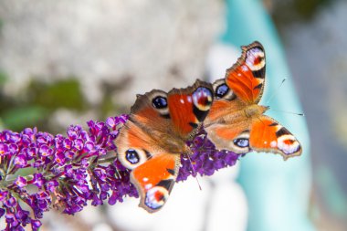 Buddleja kelebekler