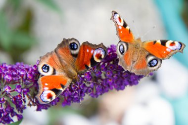 Buddleja kelebekler