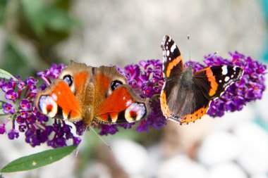 Buddleja kelebekler