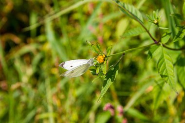 Beyaz lahana kelebek