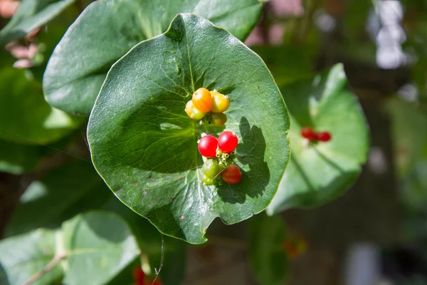 Close Leaf Yellow Red Berries — Stock Photo, Image