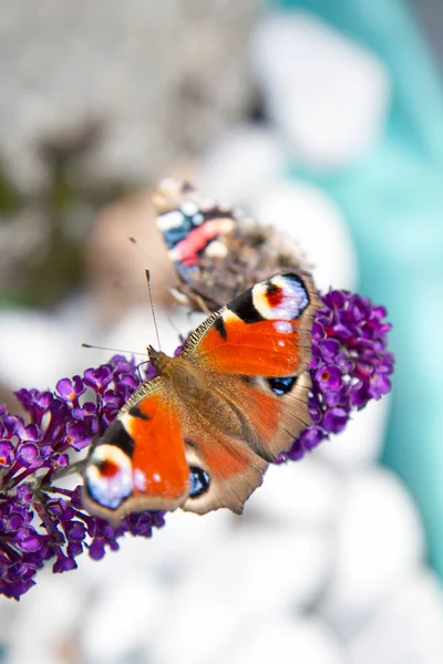 Borboletas em buddleja — Fotografia de Stock