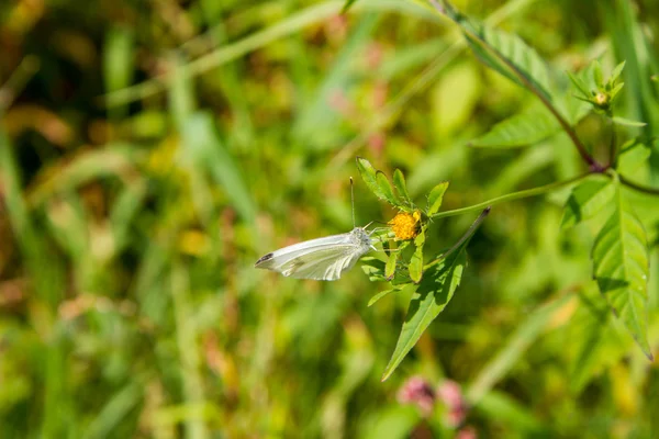 Kohlweißschmetterling — Stockfoto