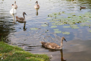 Kuğu ailesi - dört genç kuşlu bir ebeveyn