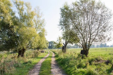 Her iki tarafında ağaçlar olan toprak yol, çayırlarda koşuyor.
