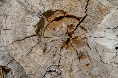 Ağaç gövdesi kesitini kapatın.