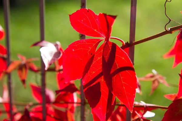 Lierre Automne Sur Une Clôture Avec Des Feuilles Devenant Rouges — Photo