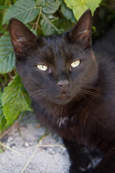 Svart Katt Vilar Bland Växter Trädgård — Stockfoto