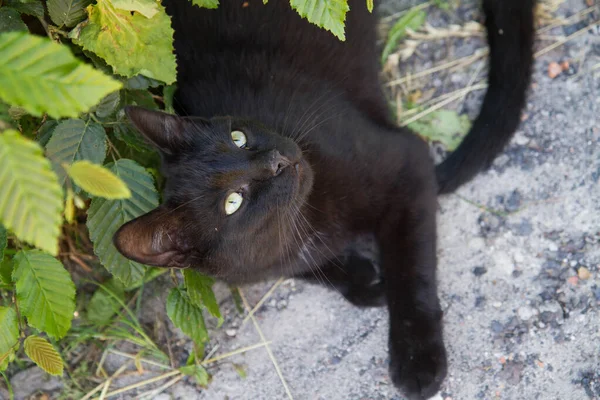 Czarny Kot Odpoczywający Wśród Roślin Ogrodzie — Zdjęcie stockowe