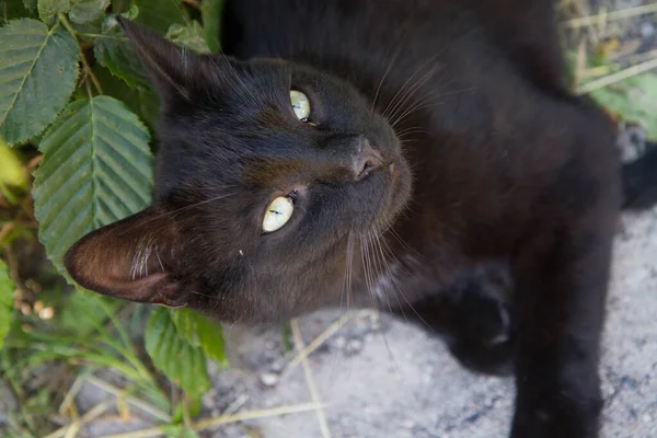 Gato Preto Que Descansa Entre Fábricas Jardim — Fotografia de Stock