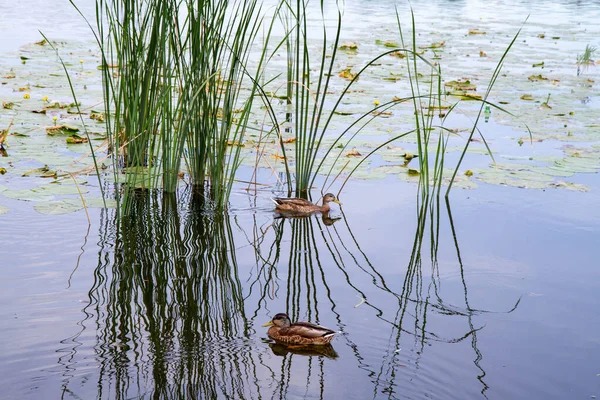 Par Patos Lago —  Fotos de Stock