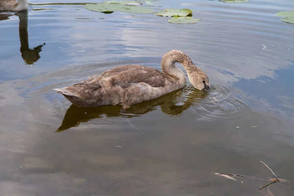 Jonge Mooie Zwaan Zwemt Een Meer — Stockfoto