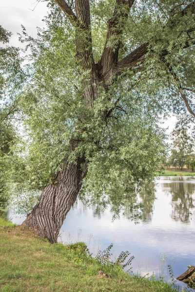 Salice Una Banca Lago — Foto Stock